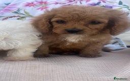 Cavapoo dogs for sale: Cavapoo puppies - Image 8
