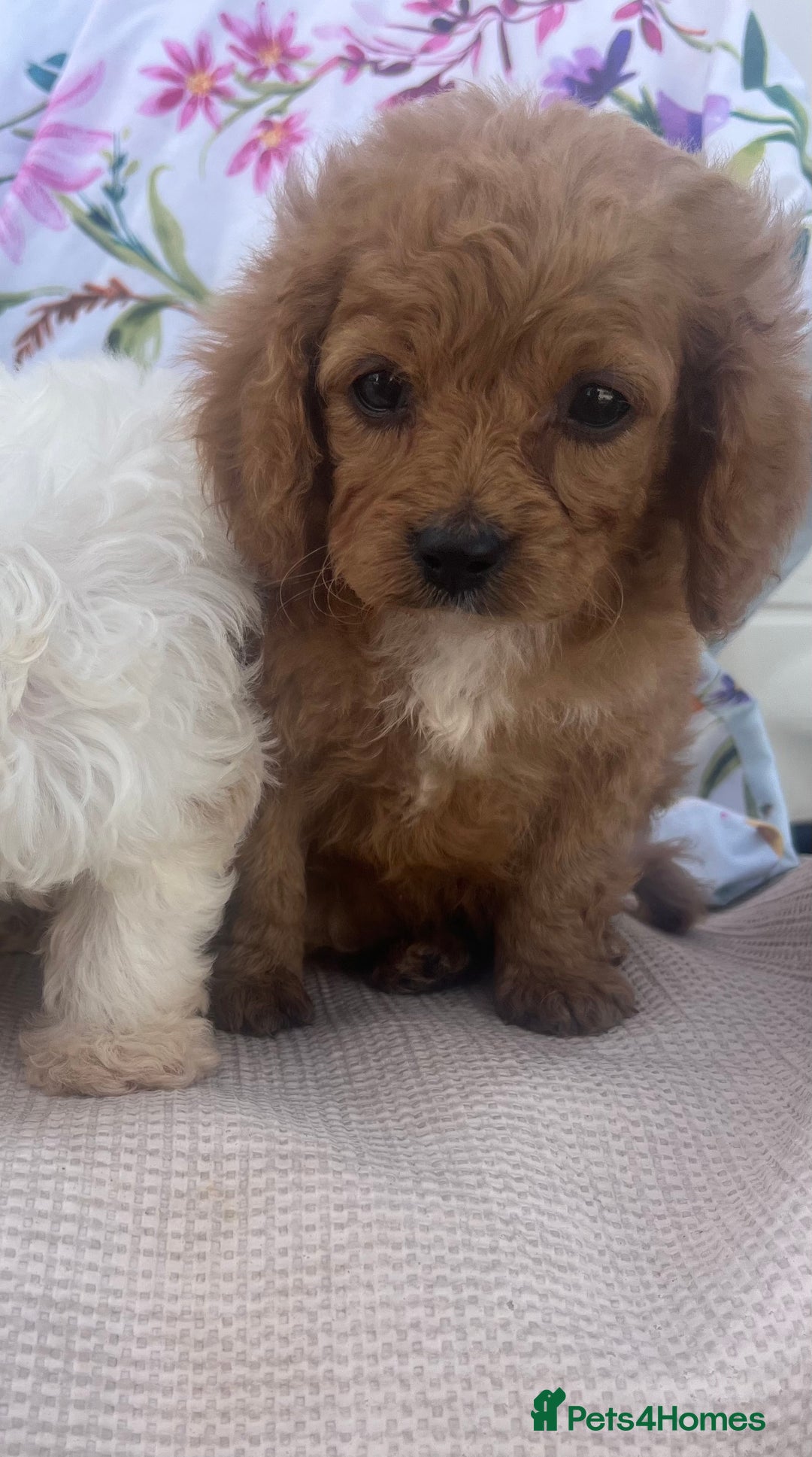 Cavapoo dogs for sale: Cavapoo puppies - Image 8