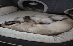 Siamese cats for sale: 1 Seal Point Siamese Kitten GCCF registered  - Image 4