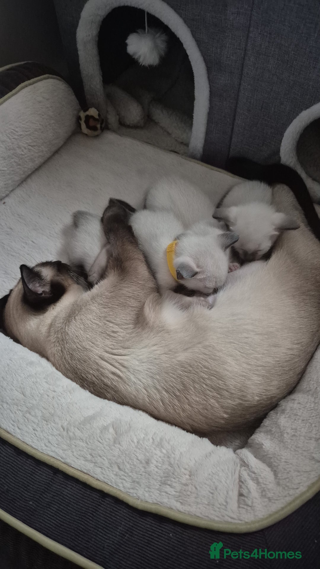 Siamese cats for sale: 1 Seal Point Siamese Kitten GCCF registered  - Image 4