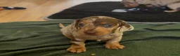 Dachshund dogs for sale: Reg miniature smooth daschunds  - Advert 12