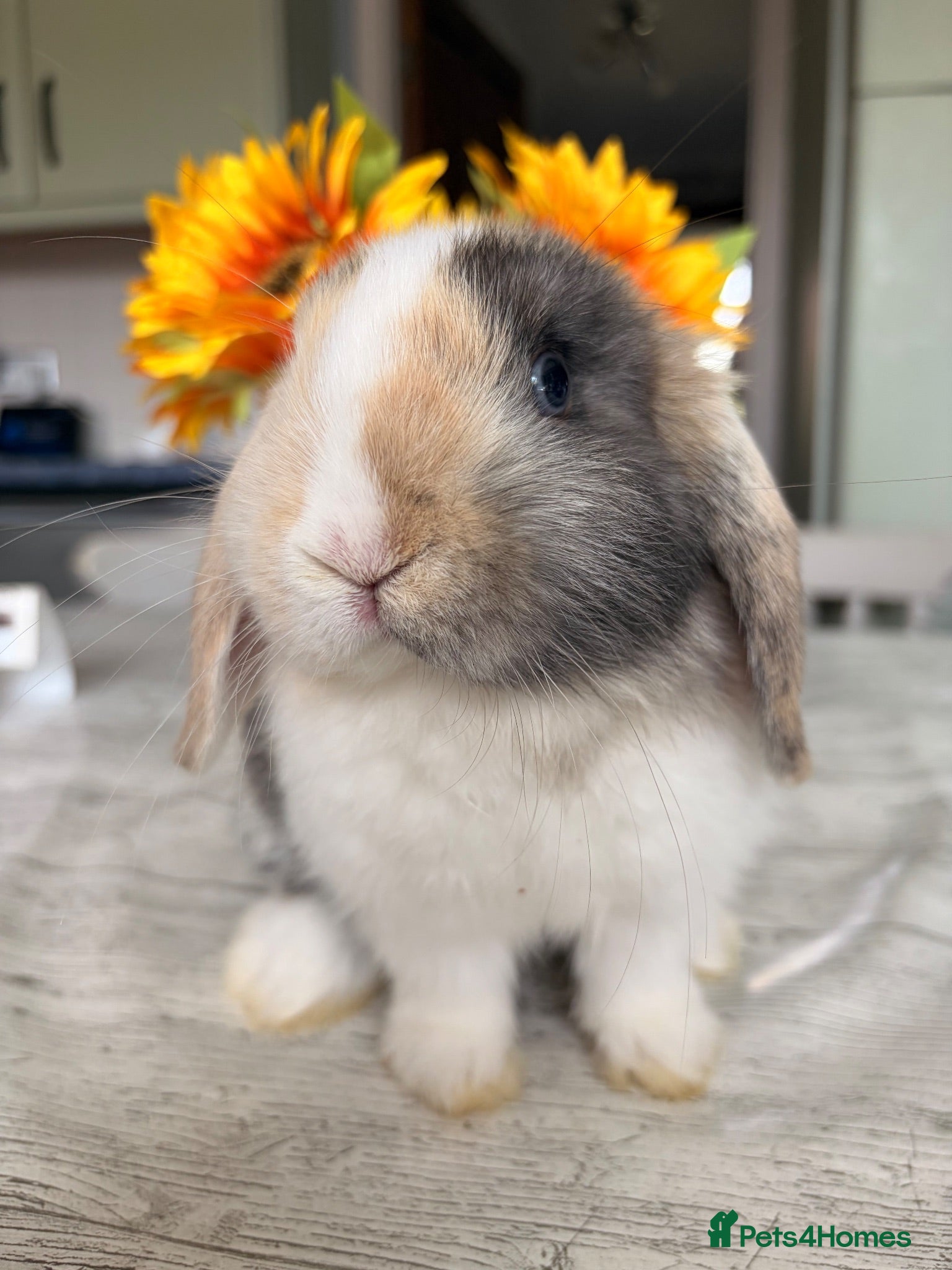 Mini Lop rabbits Still looking for his forever home sweet mini lop - Advert 1