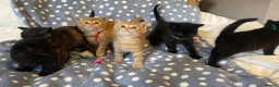 Mixed Breed cats for sale: British Shorthair Cross Kittens for Sale 🐾 - Advert 1