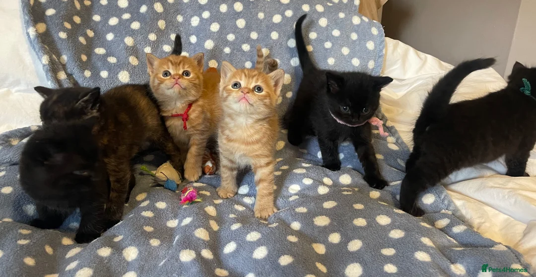 Mixed Breed cats for sale: British Shorthair Cross Kittens for Sale 🐾 - Advert 1