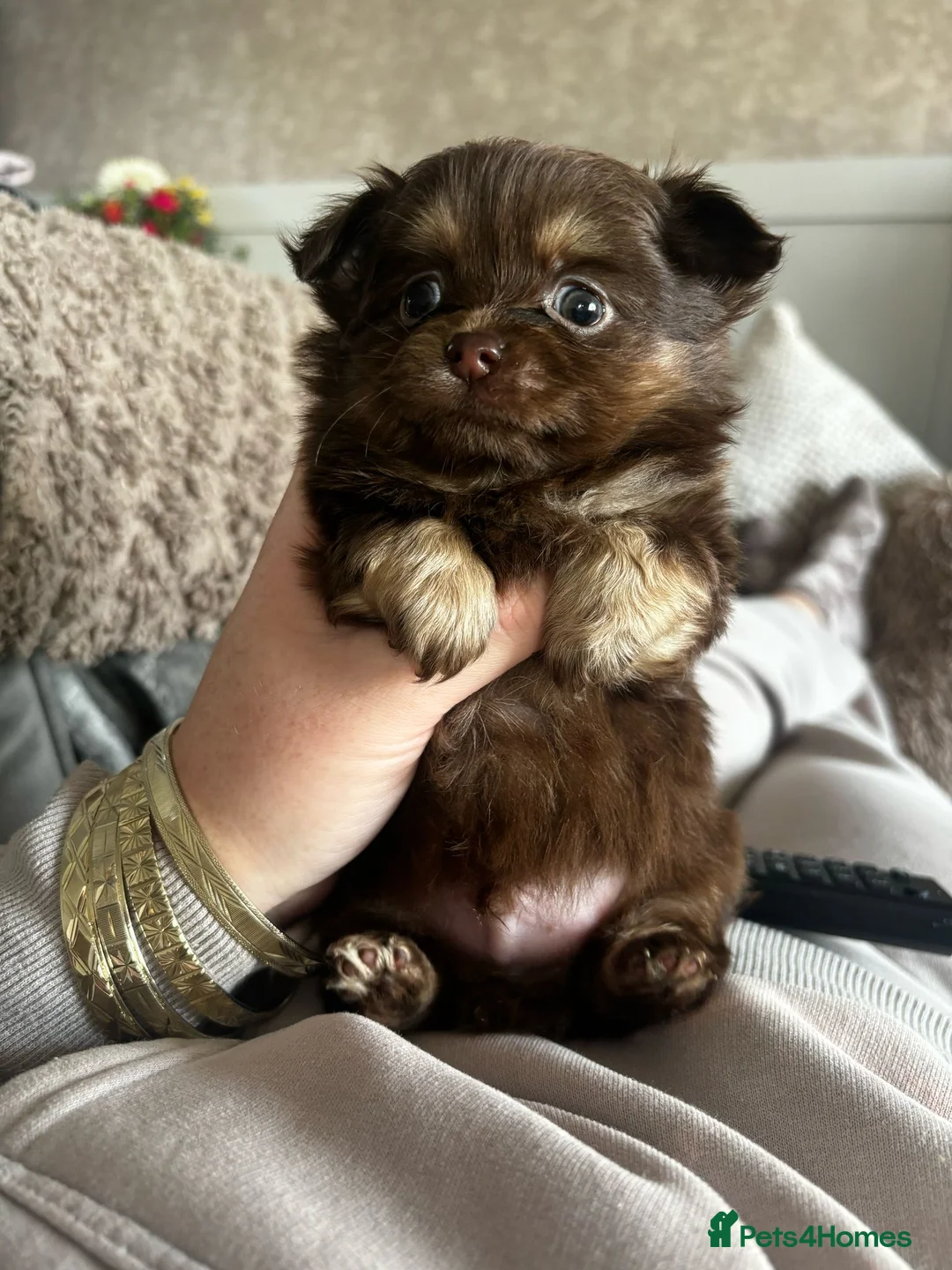 Pomeranian dogs for stud: 2kg, KC Registered, Proven, Pomeranian  in Cardiff - Advert 27