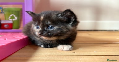 Mixed Breed cats - Advert 11