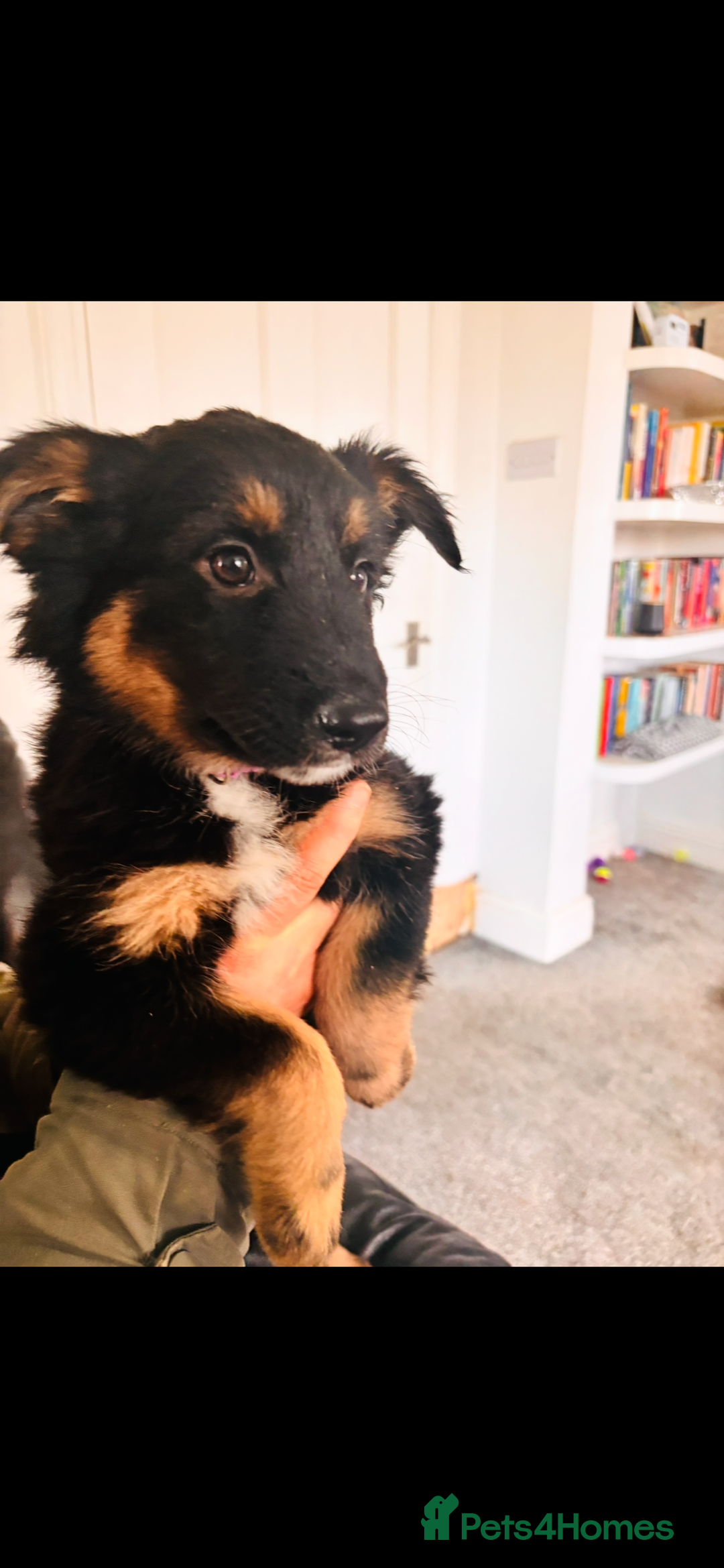 Mixed Breed dogs for sale: 🐾 Beautiful Shollie Pups - Ready Now 🐾 - Advert 13