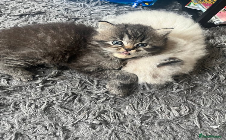 Perdoll cats - Advert 1