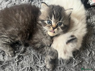 Perdoll cats - Advert 18