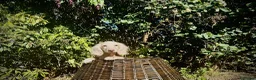 Miniature Dachshund dogs for sale: 1 only Blonde cream miniature dachshund - Advert 8