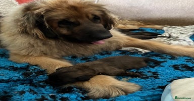 Leonberger dogs - Advert 2
