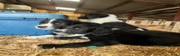 Mixed Breed dogs for sale: Gorgeous cocker cross pups in Llandrindod Wells - Advert 3