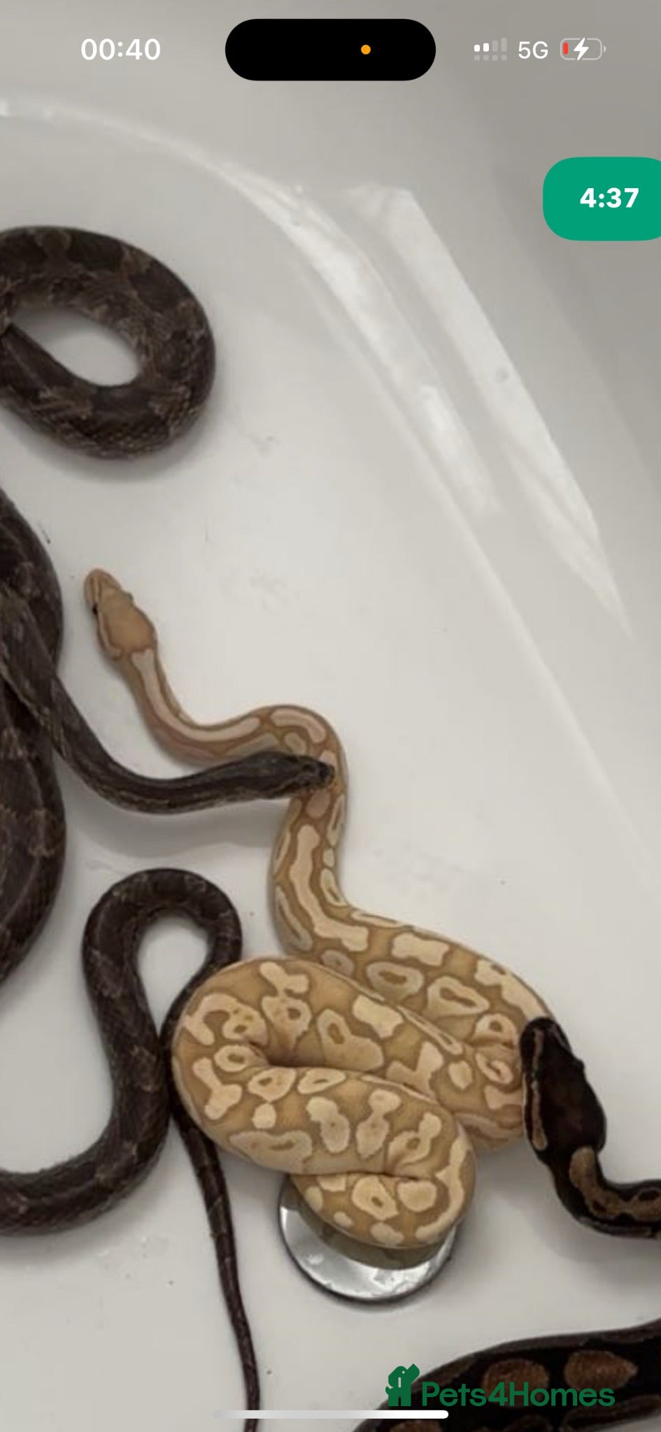 Python Snake reptiles Ball python for adoption to experienced home - Advert 2