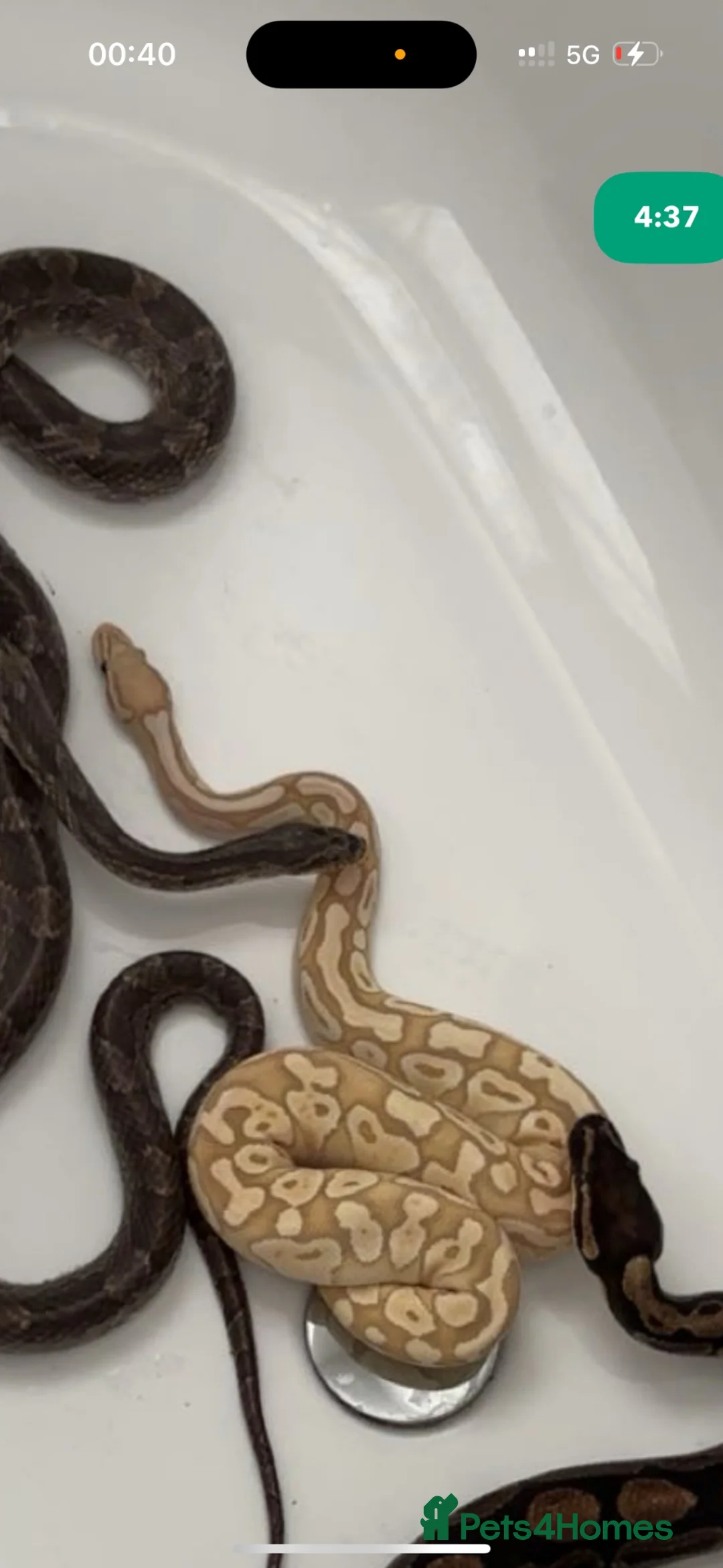 Python Snake reptiles for sale: Ball python for adoption to experienced home in London - Advert 2