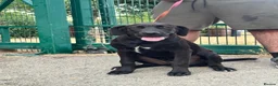 Cane Corso dogs for sale: 1 male 1 female cane  in Romford - Advert 14