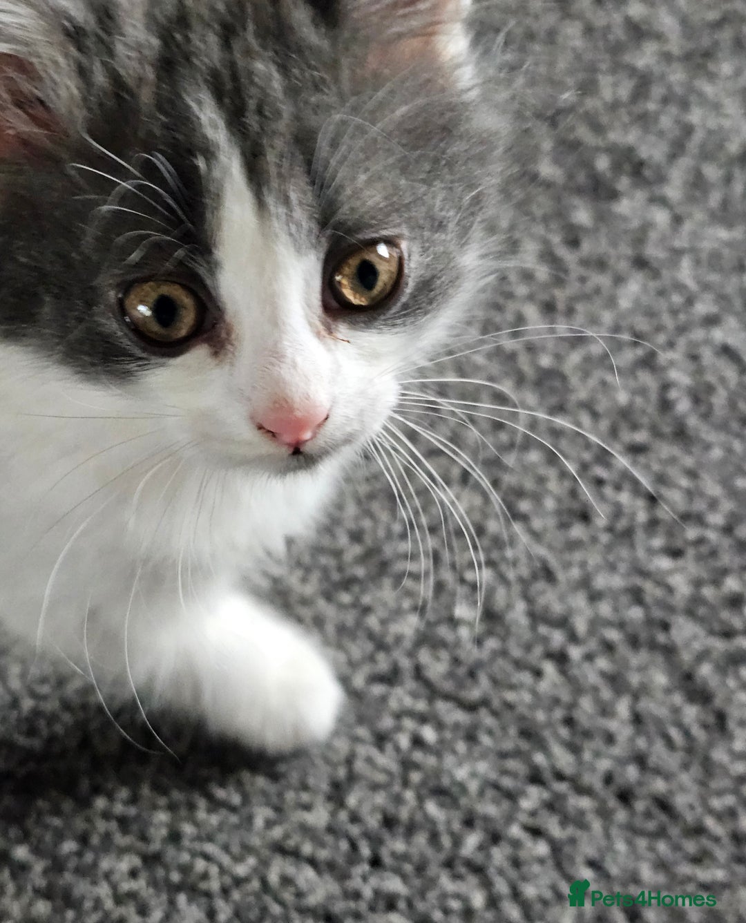 British Longhair cats for sale: Tabby mix kittens - Image 8