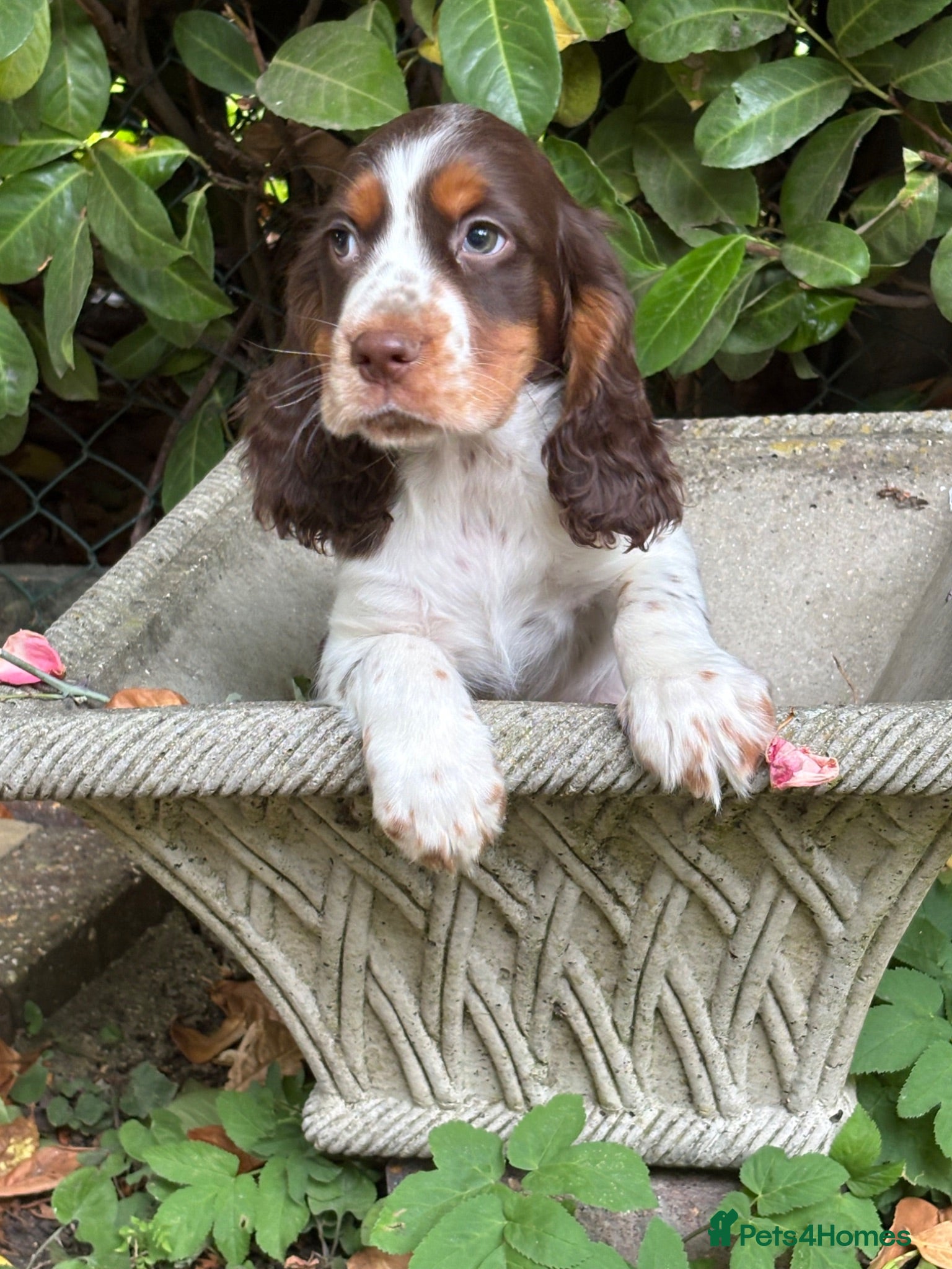 Cocker Spaniel dogs Cocker spaniel puppy  - Advert 9