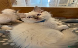 Ragdoll cats for sale: Ragdoll kittens READY NOW 1 BOY 😻  - Image 24