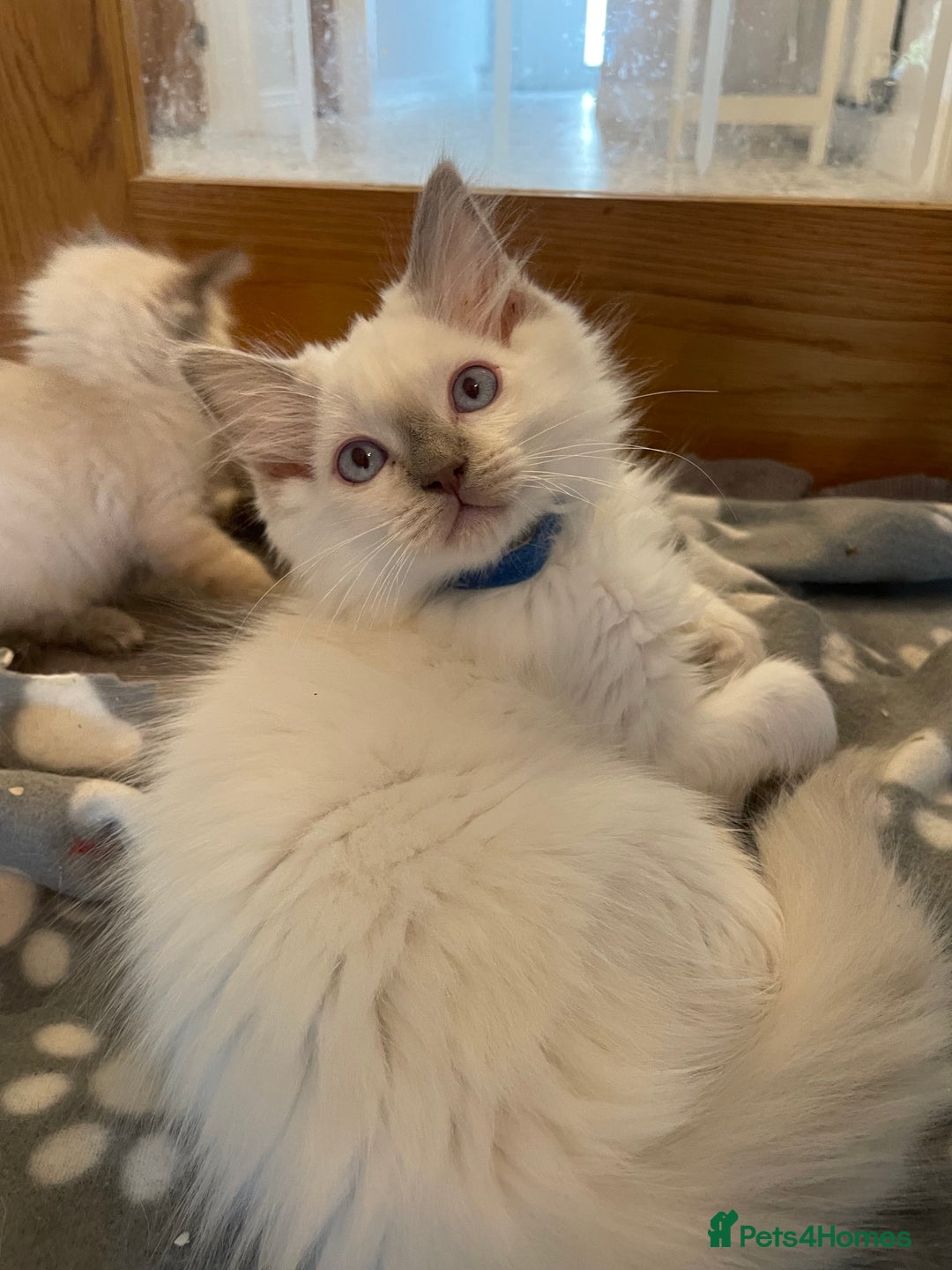 Ragdoll cats for sale: Ragdoll kittens READY NOW 1 BOY 😻  - Image 24