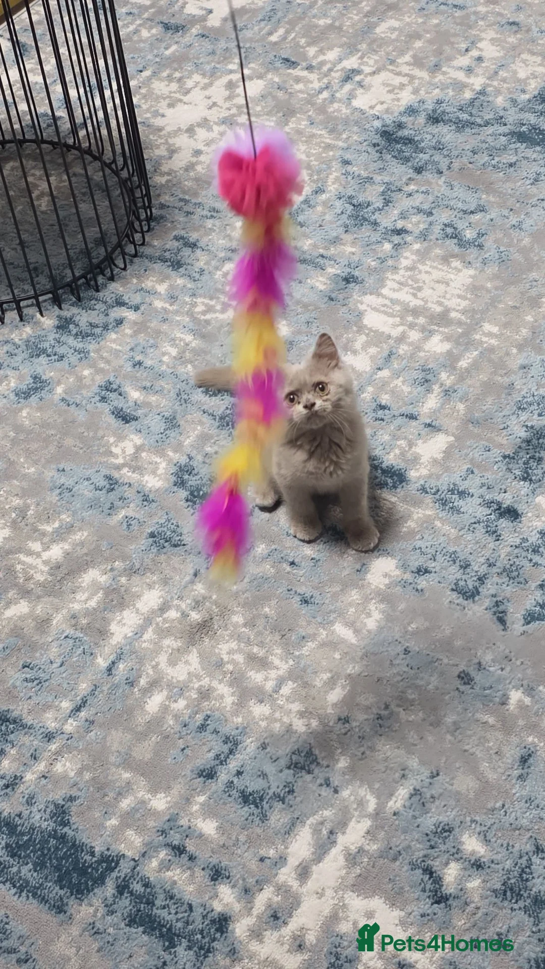 British Shorthair cats for sale: Beautiful chunky bsh lilac kitten NEED REHOMING in Birmingham - Advert 6