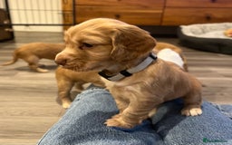 Cocker Spaniel dogs for sale: Perfect working cocker spaniel puppies  - Image 13