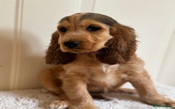 Cocker Spaniel dogs for sale: Last 2 boys fully vaccinated health checked  - Image 30