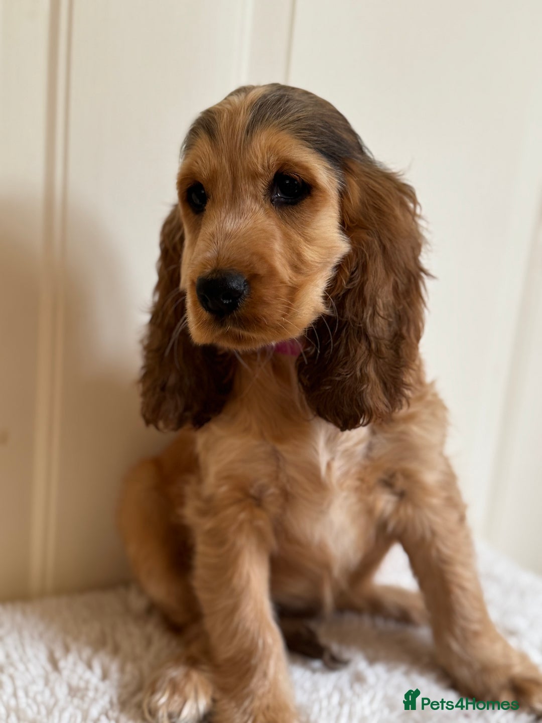 Cocker Spaniel dogs for sale: Last 2 boys fully vaccinated health checked  - Image 30