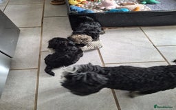 Shihpoo dogs for sale: Shih-poo on shih-poo Puppies  - Image 17