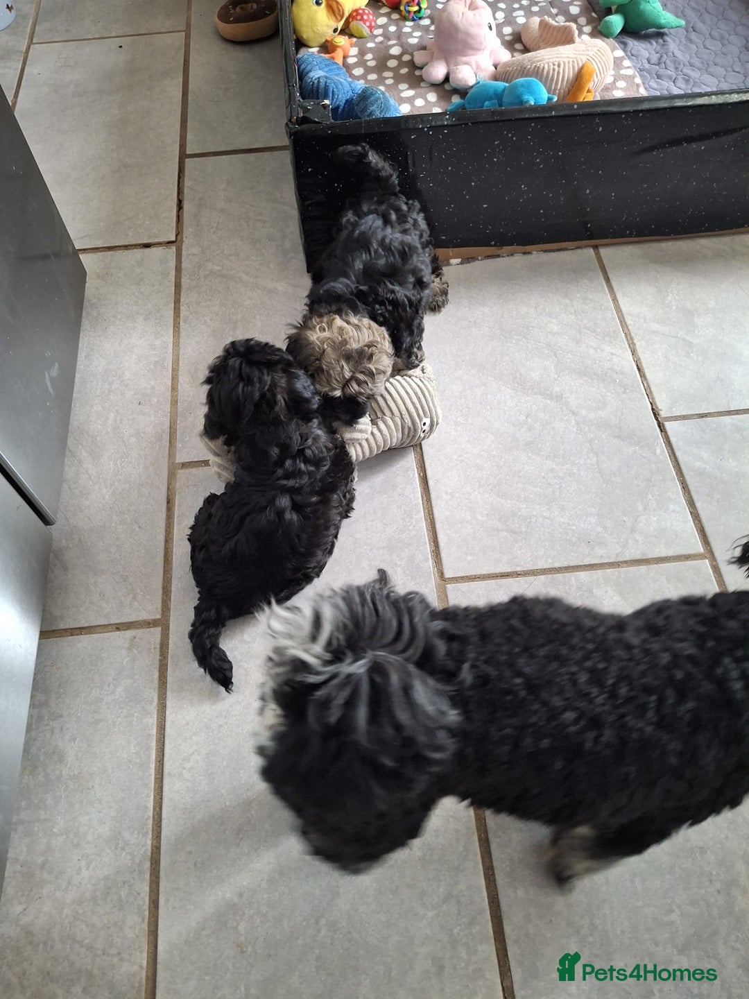 Shihpoo dogs for sale: Shih-poo on shih-poo Puppies  - Image 17
