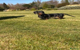 Miniature Dachshund dogs for stud: Gentleman Doggo - Image 5