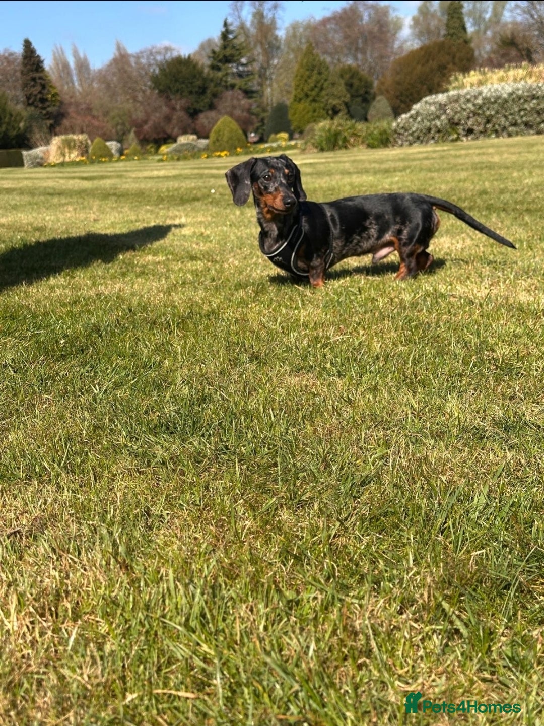 Miniature Dachshund dogs for stud: Gentleman Doggo - Image 5