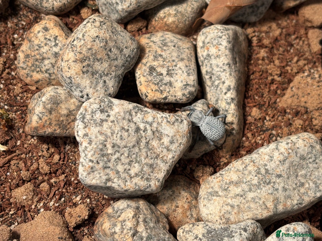 Beetles invertebrates for sale: Blue death feigning beetles with their set up  - Image 2