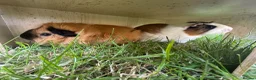 Guinea Pig rodents for sale: 2 Guinea pig sows  in Spalding - Advert 4