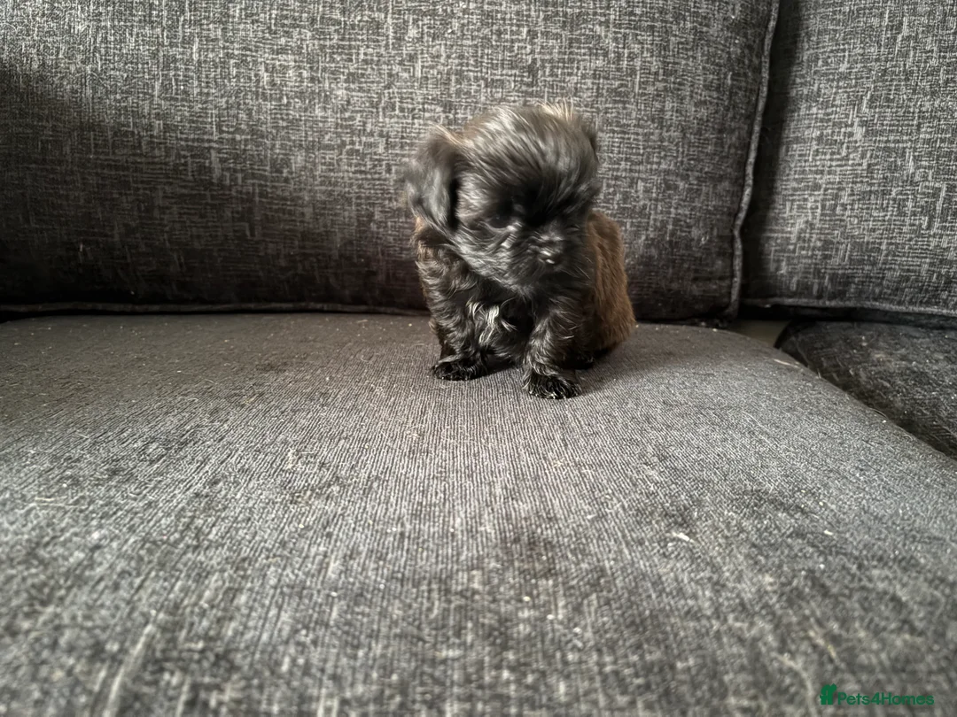 Mixed Breed dogs for sale: Shih Tzu cross puppies ready  - Advert 5