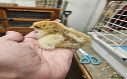 Chickens poultry for sale: Chicks  - Image 4