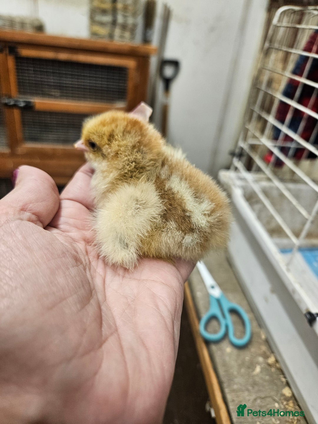 Chickens poultry for sale: Chicks  - Image 4
