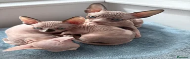 Sphynx 2