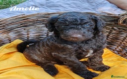 Standard Poodle dogs for sale: Lovely Standard Poodles puppies - Image 2