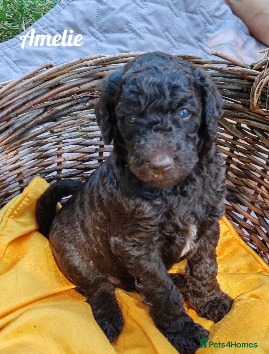 Standard Poodle dogs for sale: Lovely Standard Poodles puppies - Image 2