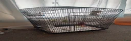 Budgerigars birds for sale: 2 budgies - Advert 3