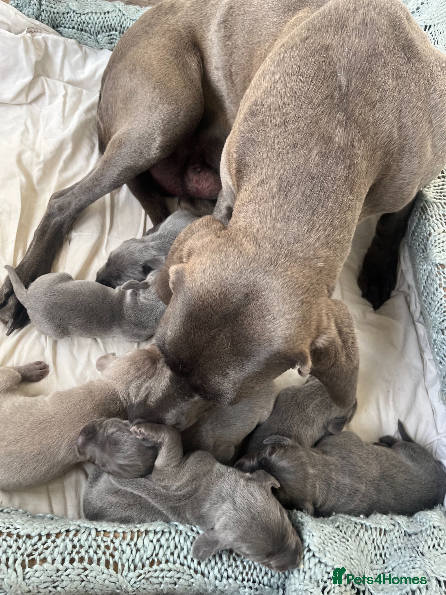 Weimaraner dogs for sale: BLUE and SILVER Purebred pups from KC reg Weims - Advert 3