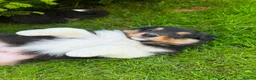 Mixed Breed dogs for sale: Stunning Australian Shepherd x Rough collie pups in Biggar - Advert 8