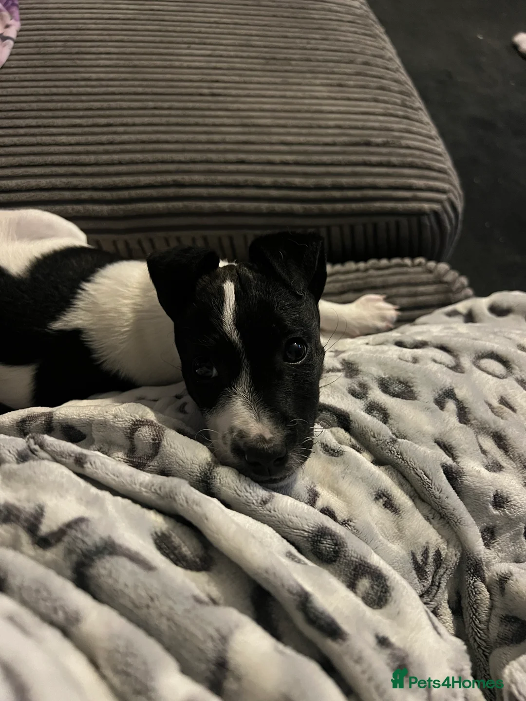Jack Russell dogs for sale: Female Jack Russel  - Advert 17