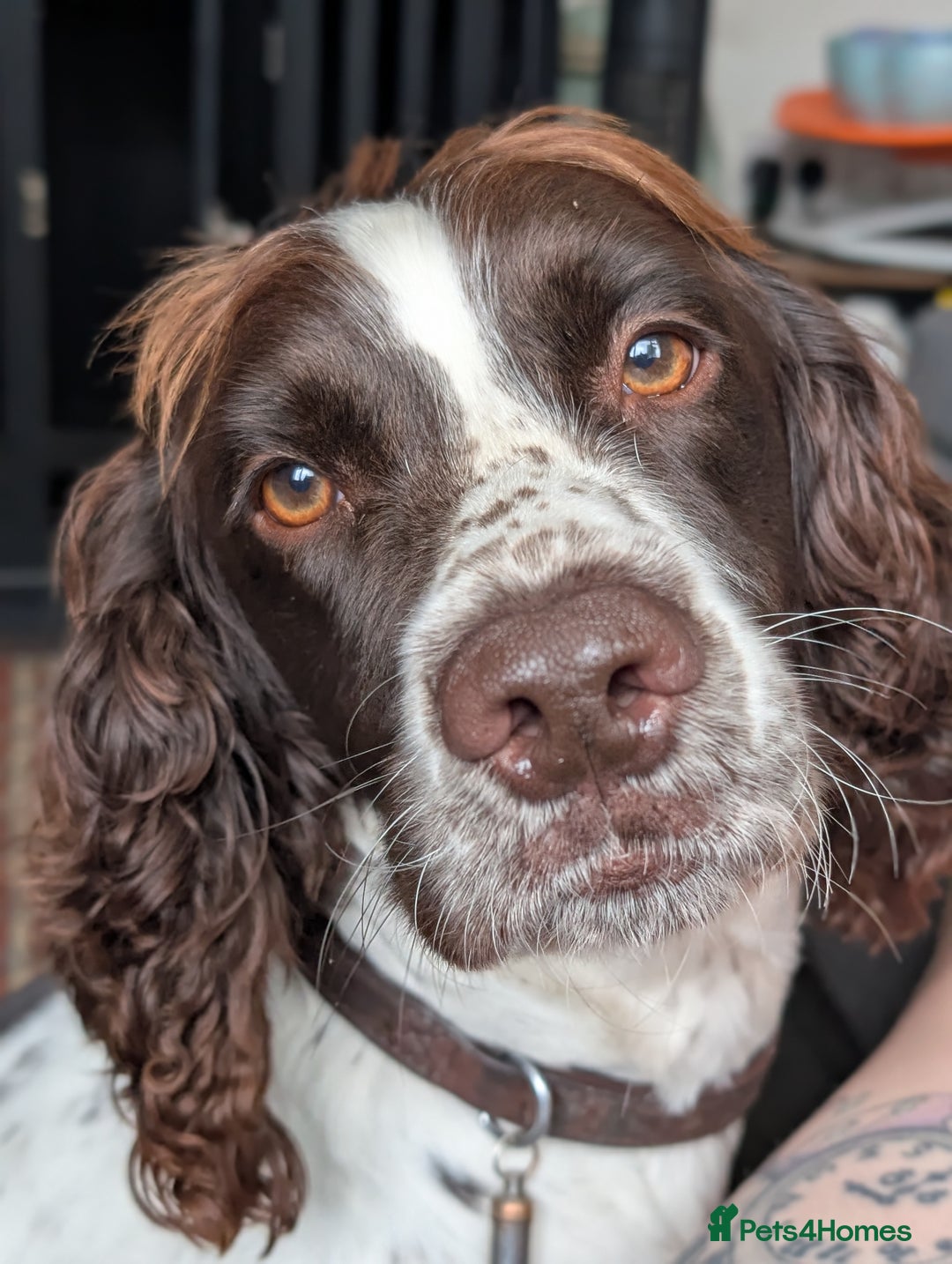 Sprocker dogs for sale: Male sprocker for sale £400 - Advert 11