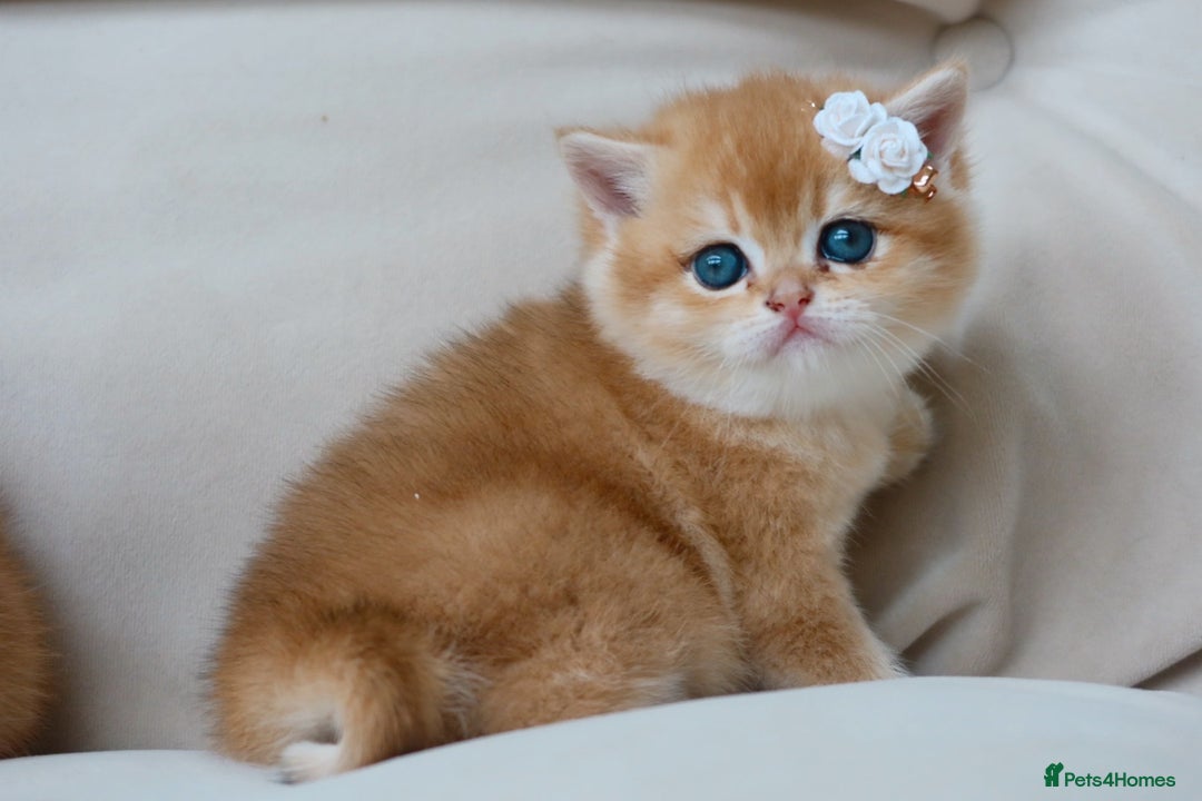 British Shorthair cats for sale: Golden Kittens - Ready December - Reg & Licensed - Advert 1