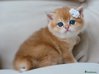 British Shorthair cats - Advert 3