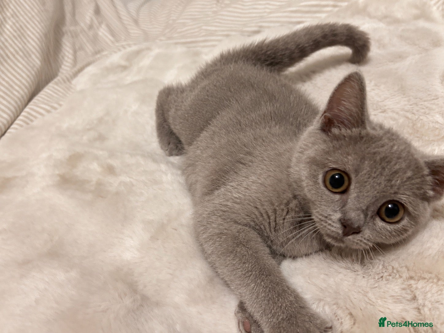 Mixed Breed cats Beautiful British short hair x Russian blue  - Advert 2