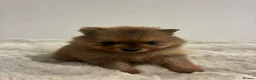 Pomeranian dogs for sale: Teddy Bear pomeranian puppies  - Advert 9