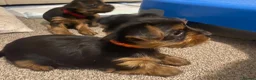 Yorkshire Terrier dogs for sale: 3 female Yorkies.Dad KC registered,Mum pedigree - Advert 9