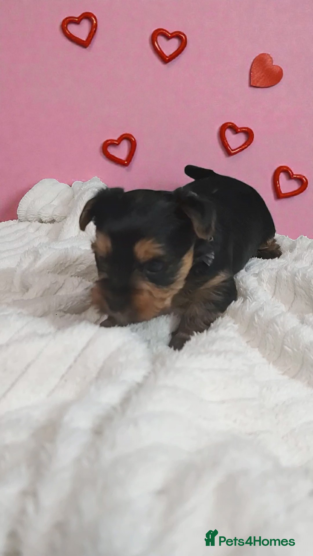 Yorkshire Terrier dogs for sale: Adorable Mini Yorkshire Terrier Puppies - Advert 4